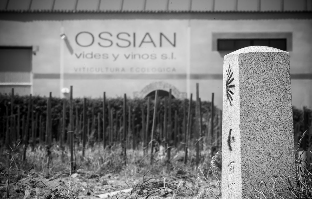 Ossian Bodega