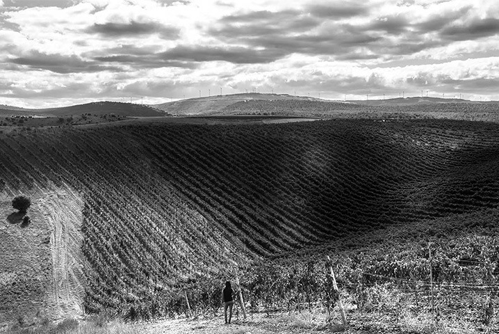 1076_vinos 1076